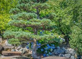 Landscaping Under Pine Trees 15