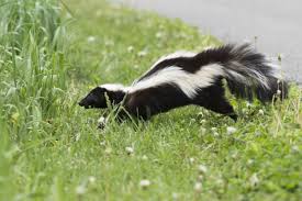 how to get rid of a skunk safely