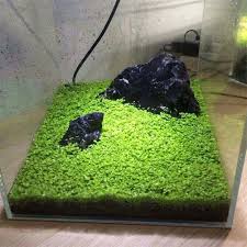aquarium plant seed fish tank aquatic