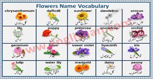 flowers name in urdu and english