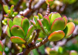 Young plants should be kept in bright, indirect sunlight; Jade Plants How To Plant Grow And Care For Jade Plants The Old Farmer S Almanac