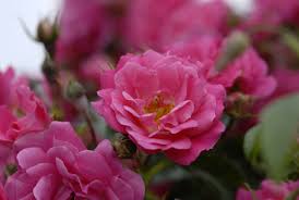 rose flower carpet pink thetreefarm com