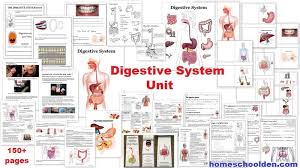 digestive system unit small intestine