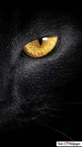 Black Cat With Yellow Eyes Hd Wallpaper