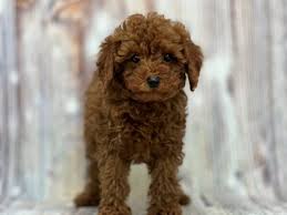 toy poodle dog male red 3699947 petland