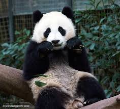 Résultat de recherche d'images pour "panda tumblr"