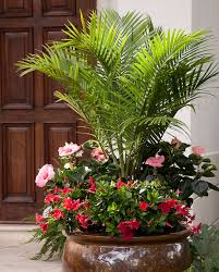 elegant palms for every setting costa