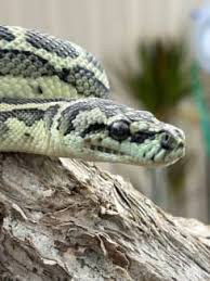 south west carpet python morelia