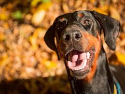 Well you're in luck, because here they come. 14 Best Black And Tan Dog Breeds