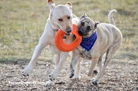 41 indestructible durable dog toys for