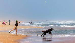 best dog friendly beaches in nc to