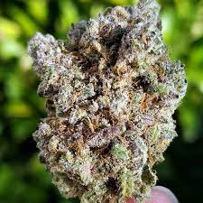 Blueberry Space Cake Strain gambar png