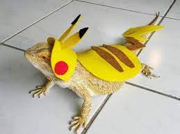 See more ideas about bearded dragon clothes, baby bearded dragon, bearded dragon. Lizard Owners Are Now Dressing Up Their Bearded Dragons And It S Too Cute Bearded Dragon Bearded Dragon Costume Bearded Dragon Clothes