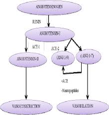 Flow Chart Of Renin Angiotensin System Download Scientific