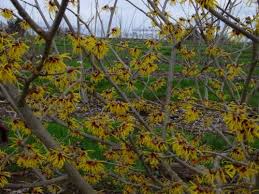 Image result for Hamamelis mollis
  ( Goldcrest Witch Hazel )