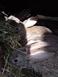 Descarca iepuri fotografii de stoc, imagini royalty free si ilustratii incepand de la $1. Iepuri Santana Animale De Ferma Roanunt Site Anunturi Gratuite Online