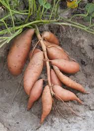 sweet potato plants guide how to grow