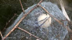How To Get Rid Of Spider Eggs Before