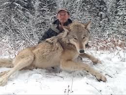 Nov 17, 2020 · at laurel & wolf, our interior designers can help create your dream space. Wolf Trapping Is A Tool Idaho Wildlife Managers Want To Keep But At What Price The Spokesman Review
