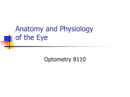 ppt anatomy and physiology of the eye