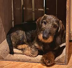 kennel moniker wirehaired dachshunds