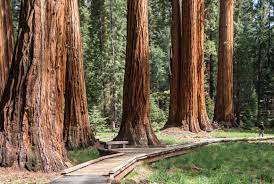 exploring giant sequoia groves