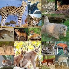 Jenis kucing hutan ada banyak sekali tersebar di seluruh penjuru hutan dunia termasuk indonesia, malaysia, afrika, india dan banyak lagi lainya. 19 Jenis Kucing Hutan Sifat Warna Makanan Ciri Fisik Dan Gambarnya
