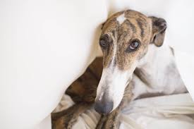 Greyhound friends is a 501(c)(3) nonprofit organization and greyhound adoption shelter based in hopkinton, massachusetts. Greyhound Personality Get To Know The Breed Ollie Blog