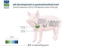how gastric ph affects pig gut health