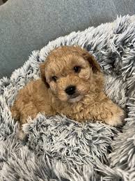 tawoodles cavoodle breeder melbourne