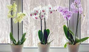 Orchid Houseplants