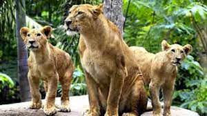 Zoo Admission Bali Zoo Park | Bali Zoo Park Packages