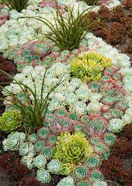 How To Grow And Care For Succulents