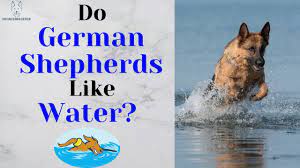 do german shepherds like water what to