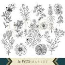 Resultado de imagem para wild flower illustrations