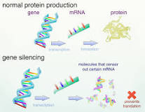How many types of gene silencing are there?