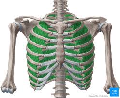 Before learning about the location of the kidneys and the liver in your body, you should make distinction between the thoracic and abdominal cavities. External Intercostals Origin Insertion Supply Actions Kenhub