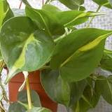 Image result for philodendron hederaceum brasil