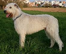 Irish Wolfhound Wikipedia