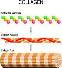 collagen hydrolyzed collagen cosmacon