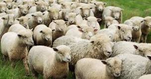 is-it-a-flock-of-sheep-or-herd-of-sheep