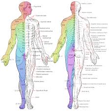 Dermatomes Anatomybox Radiculopathy Spinal Nerve