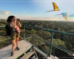 Image of Observación de aves en la selva peruana