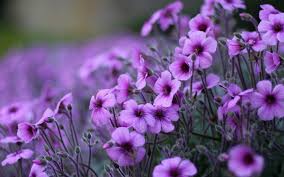 purple flowers geranium ornamental