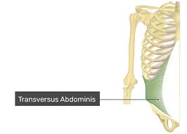 transversus abdominis muscle origin