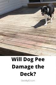 dog urine and remove the urine smell
