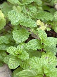 A patch of outdoor apple mint also doesn't seem to. Contain Mint Under The Solano Sun Anr Blogs