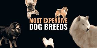 Top 20 Most Expensive Dog Breeds With Price And Description
