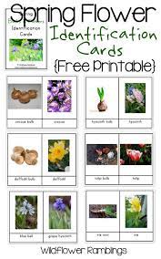 We ship to the us & canada from our test gardens in nw connecticut. Spring Flower Bulb Identification Cards Free Printable Wildflower Ramblings New Spring Flowering Bulbs Flower Identification Spring Flowers