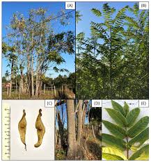 ailanthus altissima mill